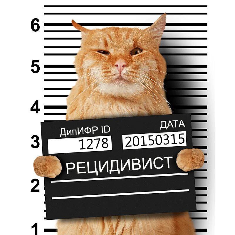 Барсик Рецидивист