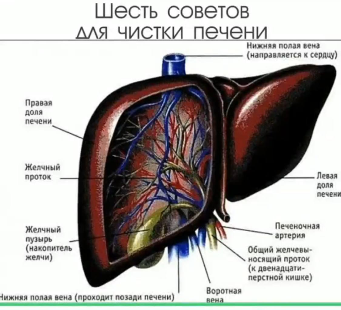 Печень это второе сердце. Строение печени анатомия. Защити печень картинки. Функции печени анатомия. Печень это второе сердце.