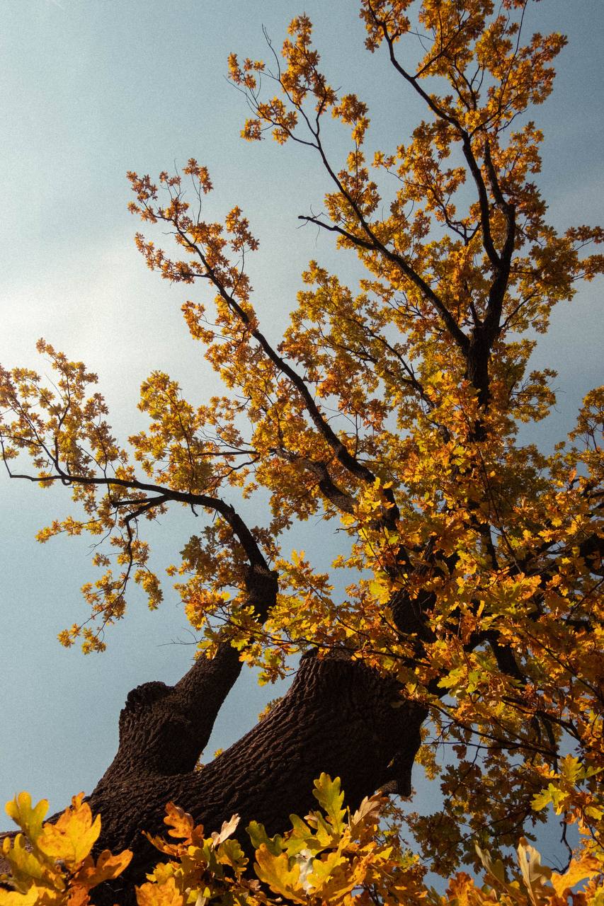 Публикация 1808 — Clothes Hunter (Clotheshunter)