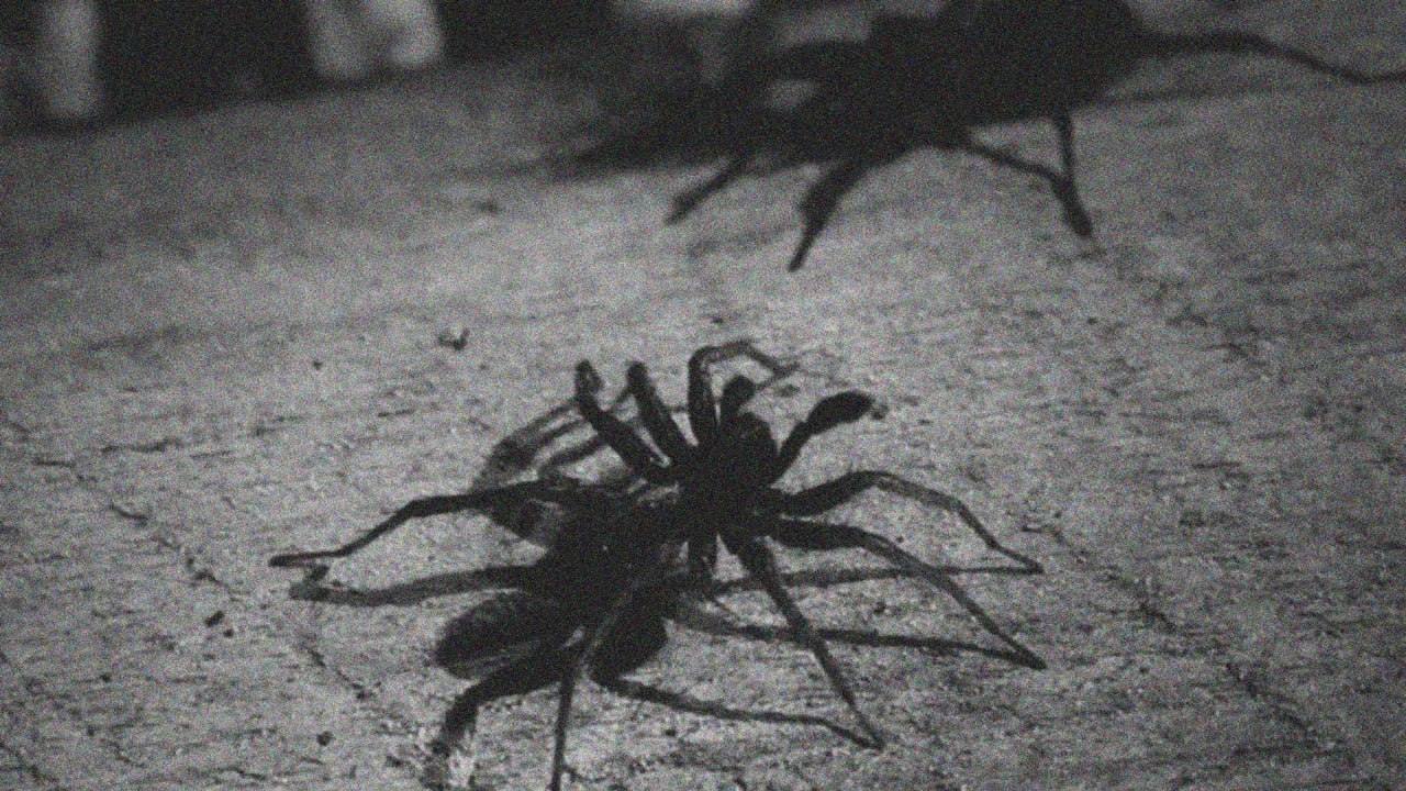 Паук кири. Паук арт. Тарантул сенокосец. Арахна арахнида. Паук кири.